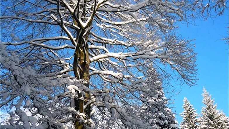 Neuhermsdorf/Holzhau. Birgit Weidlich war bei einer Skiwanderung am zweiten Januarwochenende von diesem Baum fasziniert.