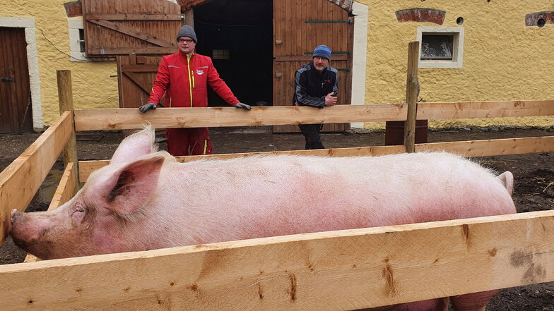 Erna heißt die Sau von Biobauer Göran Schultze (r.). Das Meißner Landschwein gewöhnt sich gerade an ihr neues Freigehege.