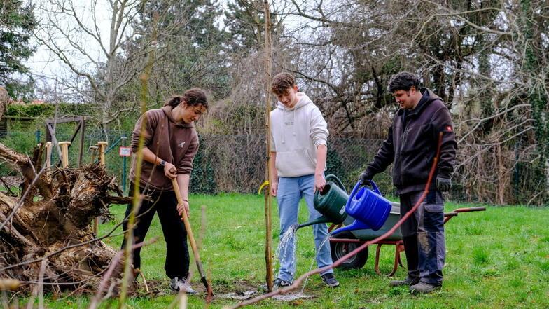 Die Achtklässler Fivos und Julian pflanzen gemeinsam mit Johannes Hoppe vom Interkulturellen Garten.
