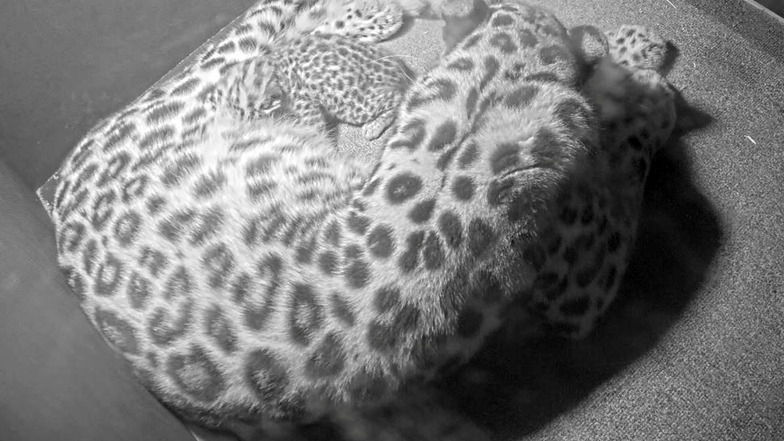 Auf einer Videokamera-Aufnahme des Zoos Leipzig ist Leopardin Mia mit ihrem Nachwuchs zu sehen.