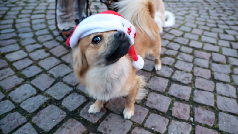Da ein normaler Weihnachtsmarkt für Hunde aufgrund des Lärms und der Enge unzumutbar ist, soll in Leipzig einen Hundeweihnachtsmarkt geben.