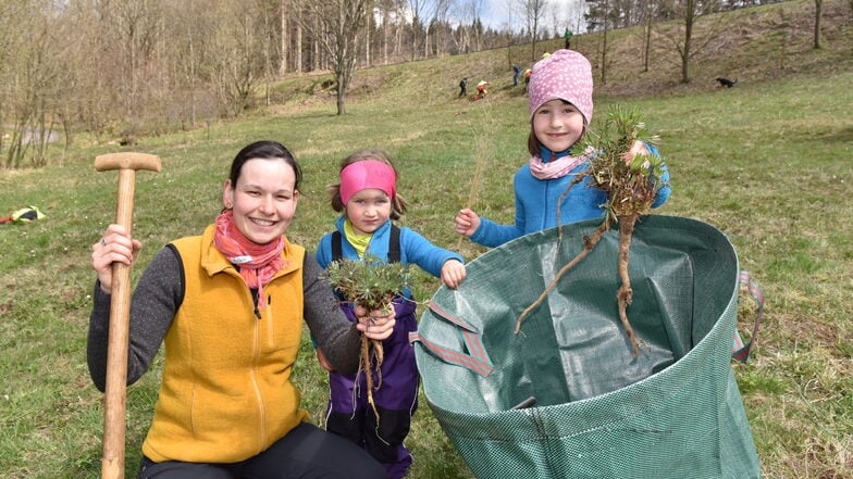 Jitka Pollakis ist die neue Koordinatorin in der Naturschutzstation Osterzgebirge. Auch ihre Töchter Eliska und Janika halfen, Lupinen zu beseitigen.