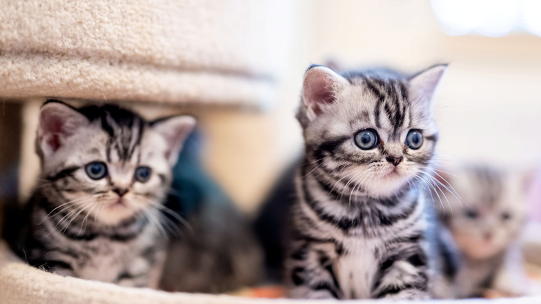 Auch diese Kätzchen tummeln sich bei Marlis Krause. Die kleinen "Whiskaskatzen" der Rasse Britisch Kurzhaar in der Farbe black silver tabby classic sind sechs Wochen alt.