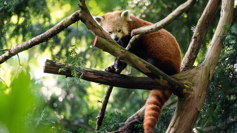 Seit 26 Jahren hält der Görlitzer Tierpark Panda-Bären.