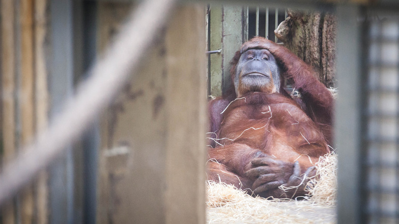 Die Orang-Utans im Dresdner Zoo sollen bald ein neues Haus bekommen.