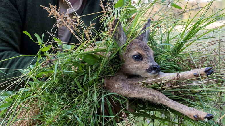 Bambi in Gefahr: Jetzt kommt Rettung aus der Luft