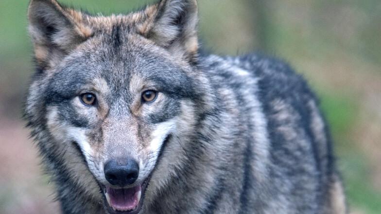 Biologen davon aus, dass es deutschlandweit 700 bis 1.400 Reviere gibt, in denen Wölfe leben könnte.