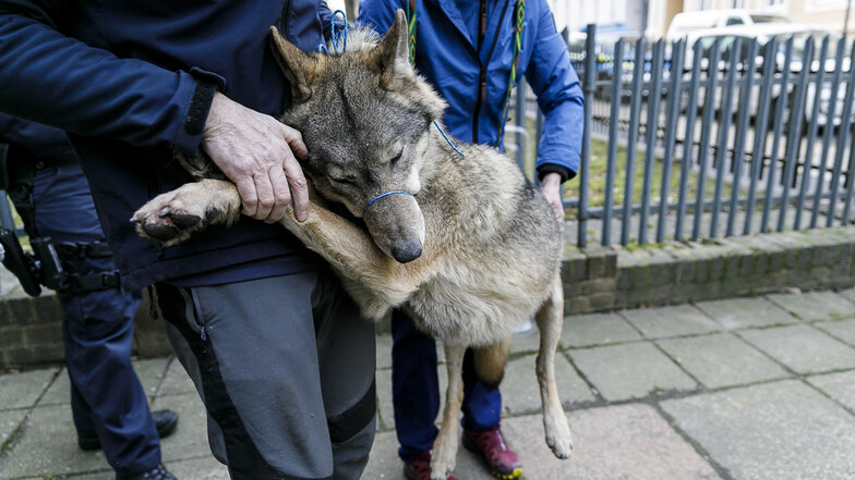 Eindeutig ein Wolf: Am 30. Dezember war das Jungtier in einem Görlitzer Hinterhof aufgetaucht.
