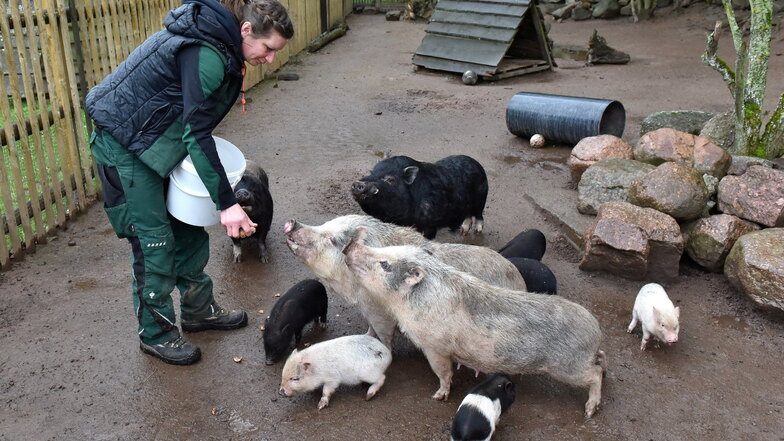Tierkinder im Wildpark Osterzgebirge Hartmannmühle Geising Tierpflegerin Maika Naß verteilt Leckerlies bei den Minischweinen, wo sechs kleine Ferkel herumwuseln.