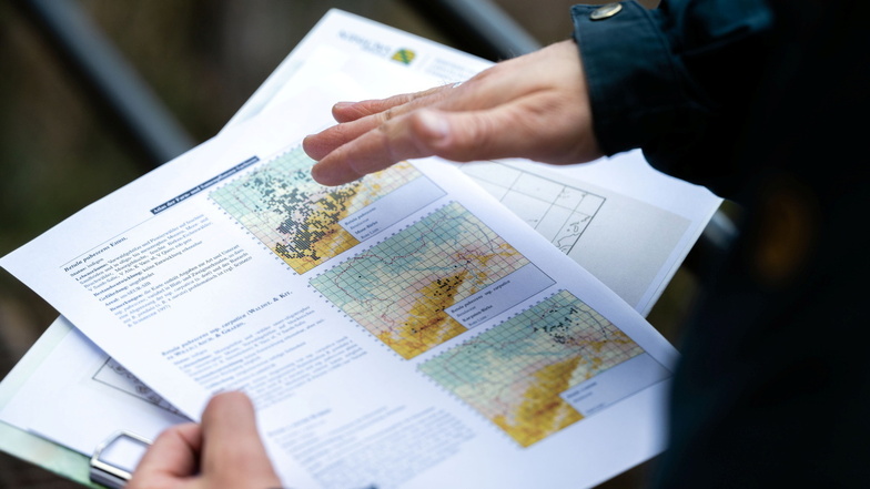 Bestandsaufnahmen mit Verbreitungskarten zeigen an, wo sich Moorbirken in Sachsen befinden. Wie viele Bäume es tatsächlich sind, geht daraus nicht hervor.