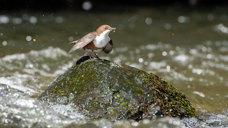 Diese Wasseramsel ist im Anflug auf ihr Nest. Da gelang Sächsische-Leser Frank Gottschalk dieses Foto.