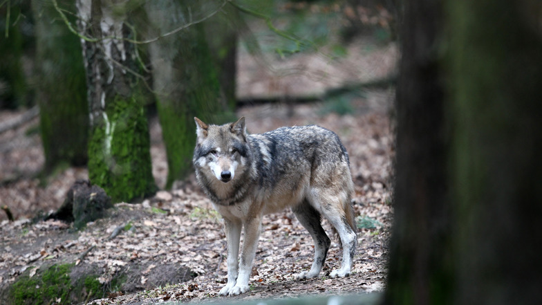 Ein Wolfsrudel siedelte sich vor Kurzem in Dresden an. Nun sind offenbar zwei Schafe Opfer eines Wolfes geworden.