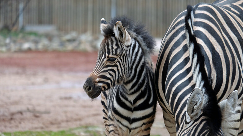 Bahari ist der erste Nachwuchs bei den Zebras seit fünf Jahren.