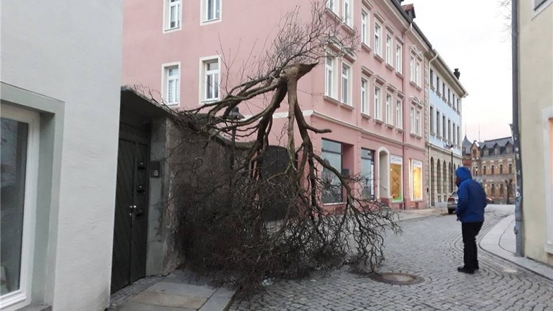Im Kamenzer Zentrum, nahe dem Klostertor, brach ein alter Fliederbaum ab.
