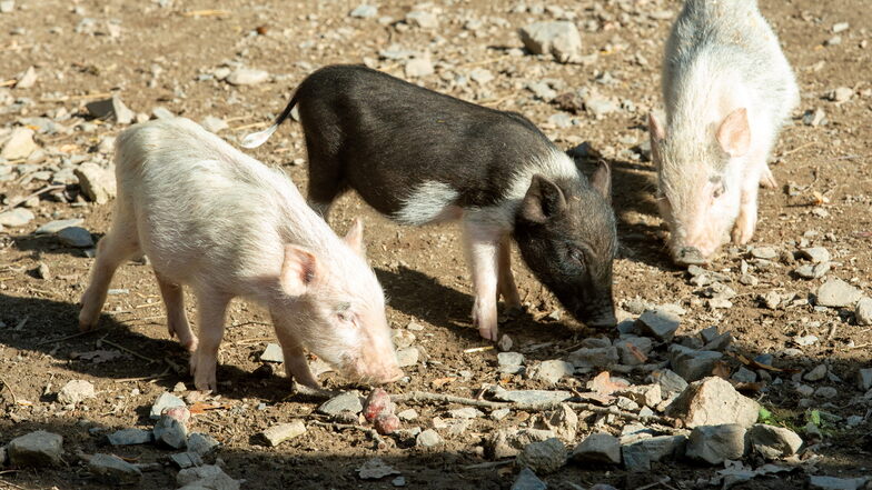 Die Minischweine haben Glück. Sie können in verschiedenen Ställen untergebracht werden und bleiben so am Leben.
