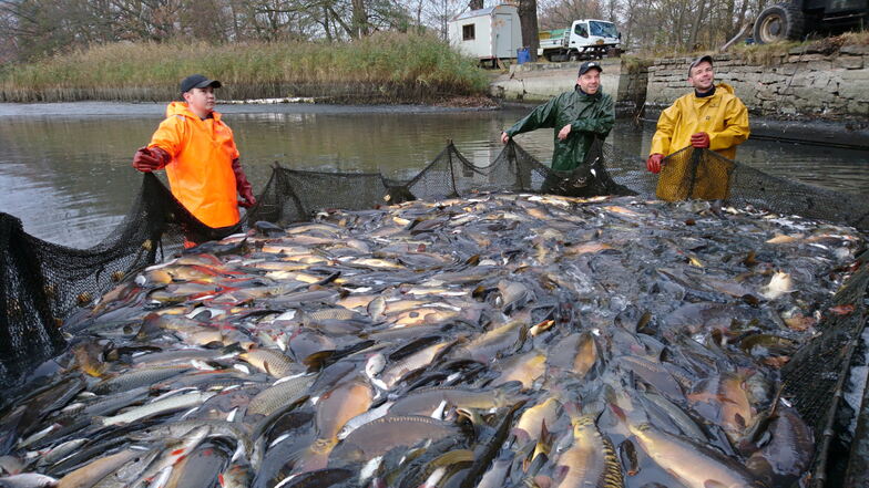 Den Lausitzer Fischern widmet sich eine Reportage, die jetzt im MDR zu sehen ist. Dabei geht es unter anderem auch um die Fischereischule in Königswartha.