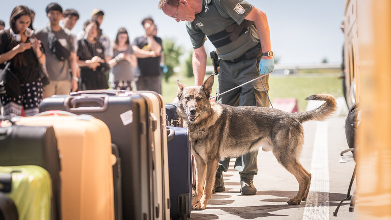 Koffer für Koffer schnüffelt Schäferhund Obelix am Gepäck der Busreisenden. Wer Drogen dabei hat, wird sofort enttarnt.