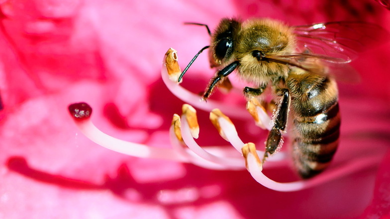 Mit Bienenweiden soll den Insekten wieder mehr Nahrung geboten werden.