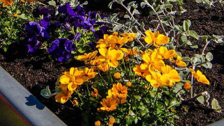 Stadtgärtnerei pflegt Blumenkübel