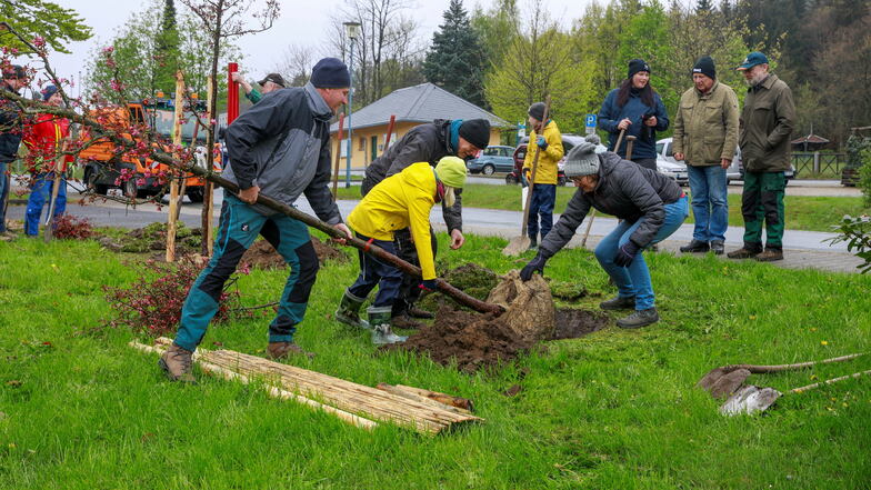 Trotz des Regens am Sonnabend beteiligten sich etwa 30 Menschen an der Baumpflanzaktion im Kurpark Lückendorf.