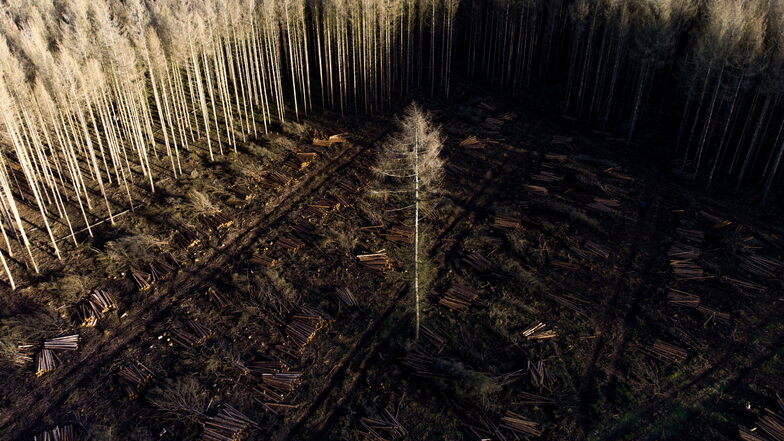 So sieht die Drohne auf Wald und Lichtung: Der sächsische Energieversorger Envia-M bietet der Forstwirtschaft seine Flugtechnik an, um Borkenkäferschäden früh zu erkennen.