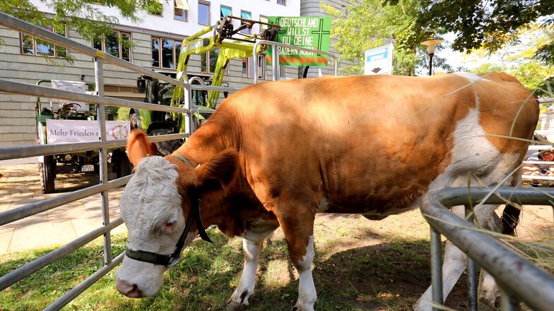 Am Dienstag stand eine Kuh vor der Staatskanzlei in Dresden.