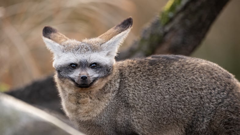 Blicke hinter die Kulissen beim Zootag