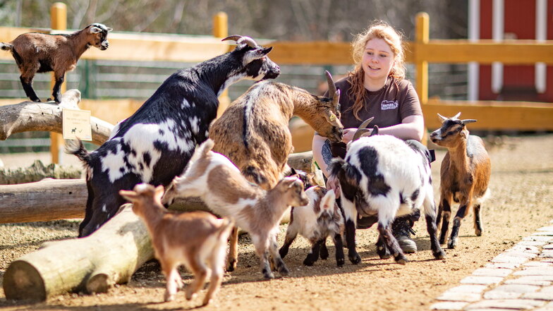 Tierpflegerin Lena Gehrke mit den Ziegen im Riesaer Tierpark. Ein meckerndes Exemplar hat es jetzt in ein Kinderlied geschafft.