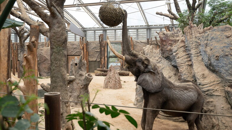 Elefantenbulle Tonga ist seit November im Dresdner Zoo und hat sich bestens eingelebt. Besucher durften ihn bislang noch nicht bestaunen.