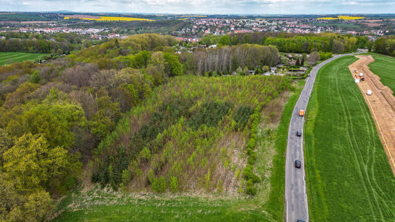 An der S32 zwischen Döbeln und Neudorf hatte die Stadtverwaltung eine Fläche aufforsten lassen. Der Jungwald hat mittlerweile eine stattliche Höhe erreicht.