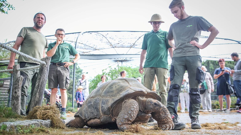 Fahrservice für Dresdner Schildkröten: Die Hugos ziehen ins Zoo-Sommerquartier