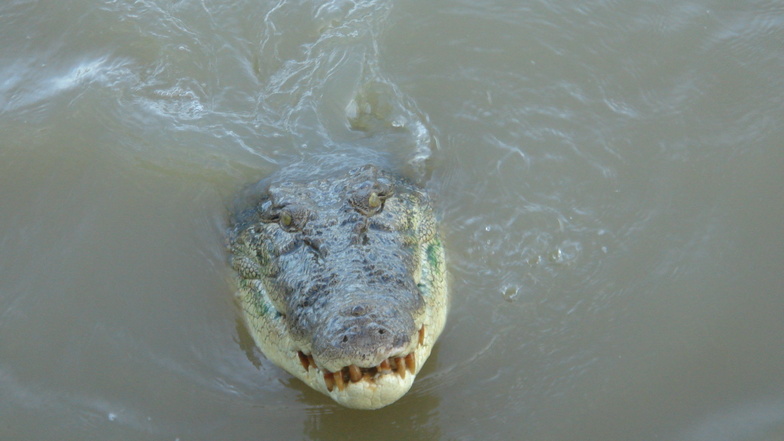 Nach der tödlichen Krokodilattacke auf ein Kind in Australien haben Ranger das verantwortliche Tier getötet.