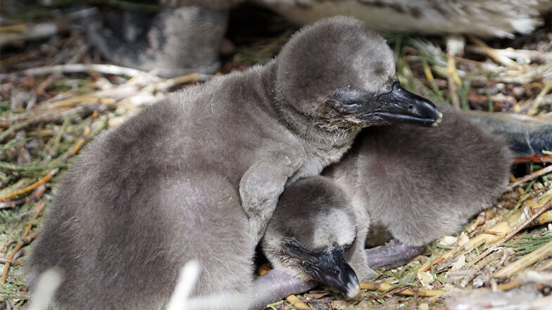 Die ersten Pinguinküken im Dresdner Zoo bekommen von ihren Eltern bereits vorgekauten Fisch serviert.