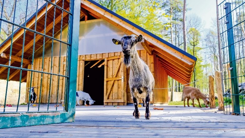 Diese Ziege scheint schon auf die ersten Besucher des neuen Streichelgeheges zu warten. Das Wildgehege in Moritzburg ist täglich von 9 bis 18 Uhr geöffnet.