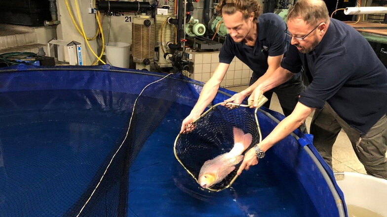 Zwei Mitarbeiter des Berliner Zoos lassen einen Koi in ein Becken. Drei Kois wurden nach dem Platzen des Aquariums in einem Berliner Hotel in den Zoo gebracht, um gesund gepflegt zu werden.