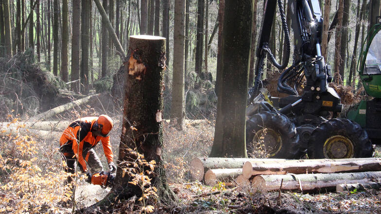 Bevor der Borkenkäfer wieder aktiv wird, muss gefährdetes Schadholz aus dem Forst geschafft werden. Maschinen dafür sind derzeit rar.