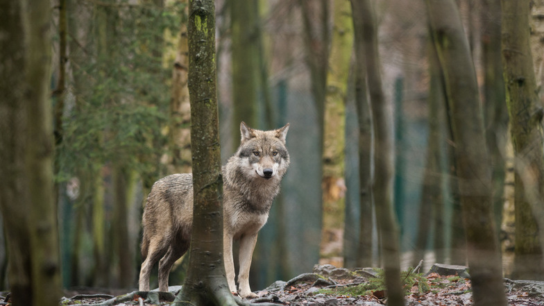 Der Freistaat will den Abschuss von auffälligen Wölfen klarer regeln. Die Tiere stehen nach wie vor unter Schutz.