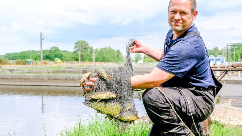 Henry Lindner, Geschäftsführer der Teichwirtschaft Moritzburg, kontrolliert an der Hälteranlage in Bärnsdorf einjährige Karpfen. Auch eine Schleie ist mit im Netz.