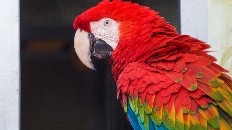 Während der Schließung des Tierparks waren einige Papageien ein bisschen frustriert, weil niemand vor ihnen stand, dem sie was nachplappern konnten.  