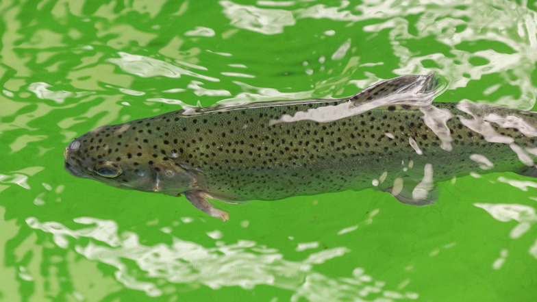 Eine der letzten Forellen, die bei Züchter Carsten Altenburg in Rosenthal-Bielatal heranwachsen. Von ursprünglich 3.000 Exemplaren hat er aktuell nur noch wenige Hundert Tiere im Becken schwimmen.