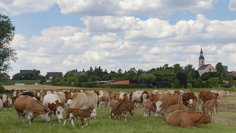 Friedlich grasen rund 60 Mutterkühe, deren Nachwuchs sowie zwei Deckbullen auf der Weide nahe Bauda. Doch hier wie auch bei der Schweinemast im Ort trügt die Idylle.