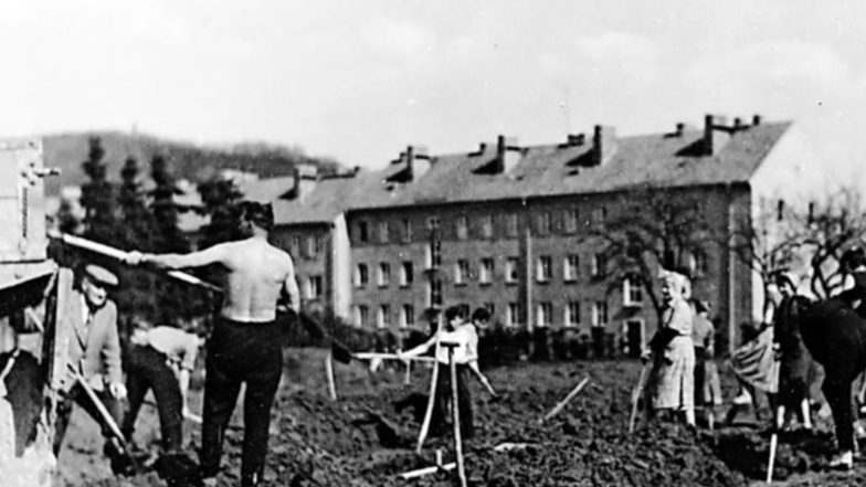Noch ist fast alles grüne Wiese, als sich am 25. April 1959 hinter der damaligen Gärtnerei Wenzel die ersten Spaten von Aufbauhelfern für eine Straße und die ersten beiden Wohnblöcke unweit der heutigen Ahornallee in die Erde graben.