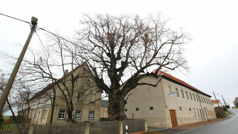In Geleitshäuser steht direkt an der Straße in einem Garten Ziegers Linde, die mehr als 300 Jahre alt ist.