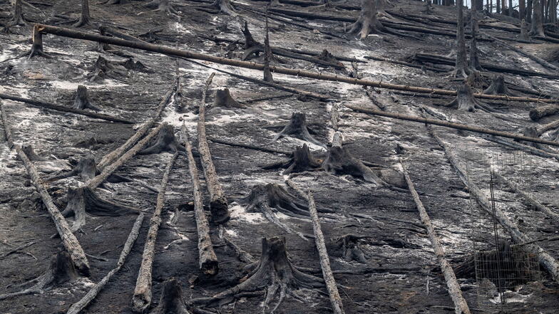 Bäume sind nach einem Waldbrand in einem Gebiet des tschechischen Nationalparks Böhmische Schweiz nahe der Grenze zu Sachsen zu verbrannt.