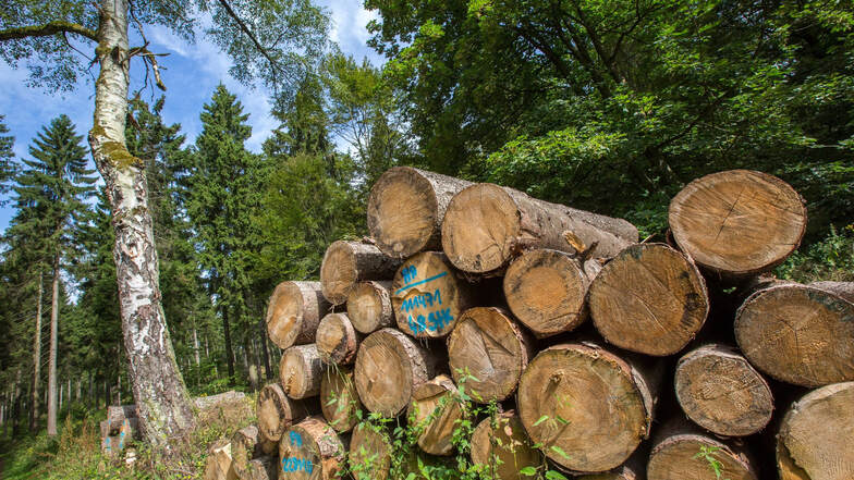 In Brauna werden wichtige Aufgaben der Forstwirtschaft zusammengelegt.