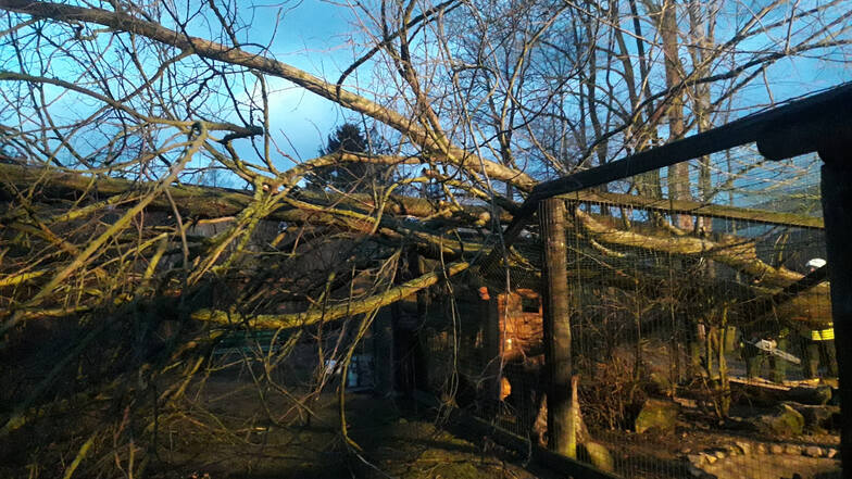 Ein vom Sturm gefällter Baum hat das Waschbärengehege am Tierheim Horka zerstört. In den nächsten Wochen soll es repariert werden.