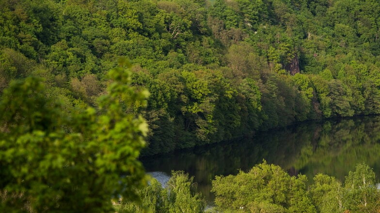 Laubbäume an der Freiberger Mulde. Im oberen Tal des Flusses wird bei Mulda eine neuen Brücke gebaut.