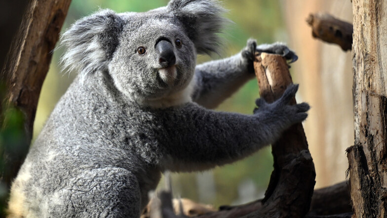 Erlinga, das neueste Mitglied der Koala-Familie im Leipziger Zoo, hat sich gut eingelebt. Sie kam auf Empfehlung des Europäischen Erhaltungszuchtprogrammes aus Duisburg.