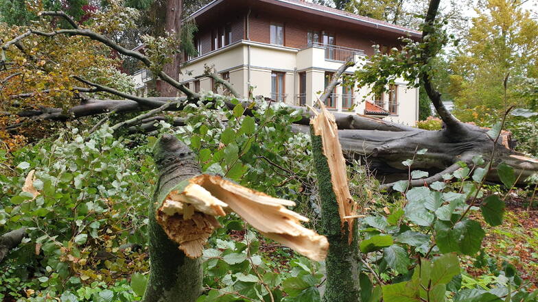 Besonders alte Bäume fallen Stürmen zum Opfer.