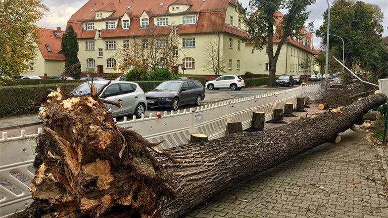 In Heidenau auf der Rosa-Luxemburg-Straße Kreuzung wurde ein Baum vom Sturm entwurzelt. Die Straße blieb frei.    Foto:  /  /